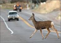 Deer crossing two lane highway in front cars