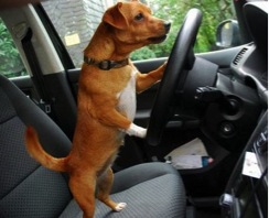 Brown dog standing on drivers seat against steering wheel
