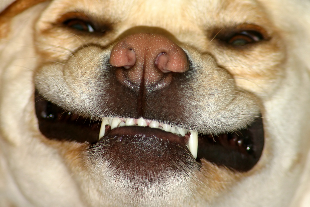 Blonde dog growling with teeth showing