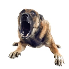 Black and brown dog with mouth open