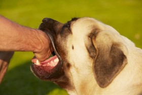 Hand inside of dog's mouth