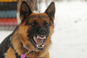 Black and brown dog barking aggresively with teeth showing
