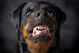 Black and brown dog showing teeth