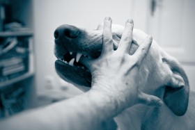 Finger inside of dog's mouth with rest of hand on dog's face