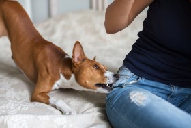 Brown dog biting woman's jeans
