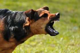Black and brown dog with mouth open aggressively