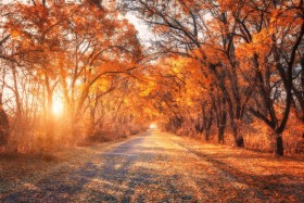 Road covered by fallen leaves during autumn as sun shines through