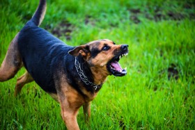 Black and brown dog on grass barking aggressively