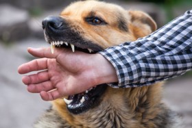 Dog with human hand in its mouth