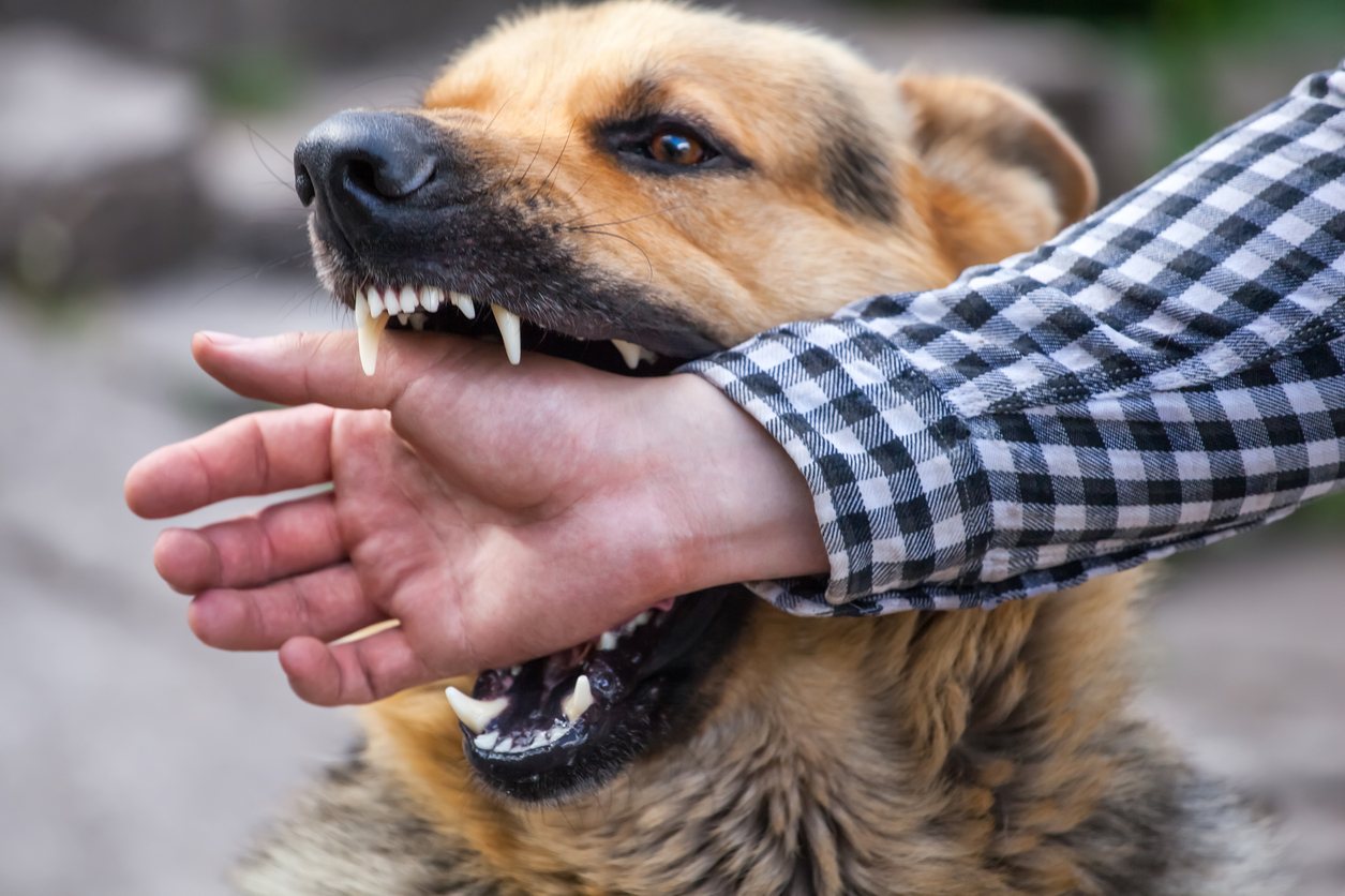 Triggers: Why Do Dogs Attack and Bite? | Scott Goodwin Law