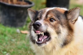 Angry dog with mouth wide open
