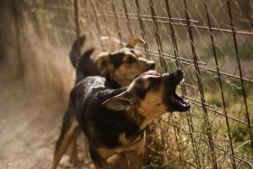 Two small dogs combatively barking at other side of fence