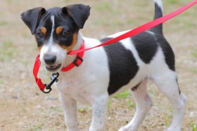 Black and white dog with red leash in its mouth