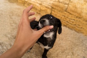 Small black haired dog biting woman's thumb