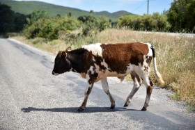 Brown and white cow crossing the road