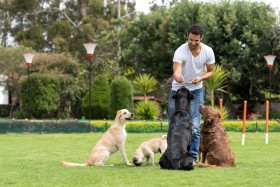 Man working to train a group of four dogs.