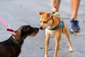Two dogs on leashes sniff their faces while meeting.