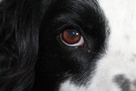 A close-up of a dog's eye.