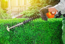 Person holding a hedge trimmer in front of a bush.