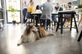 A collie dog lays on the floor of an office near a group of people around a table.