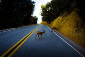 Two deer are seen crossing a road.