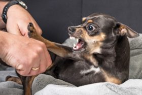 An angry dog pushes away at a person's hands.