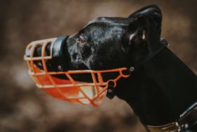 A black dog wears an orange muzzle.