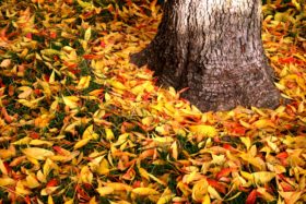 Colorful leaves on the ground next to a tree.