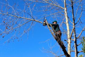 Tree trimmer in a tree cutting a branch.
